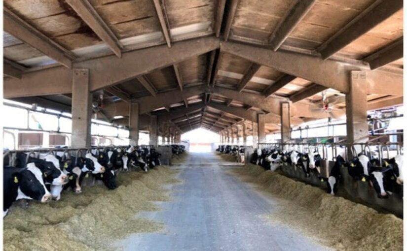 Revolutionizing Livestock Feeding with Automated Hay Storage Systems